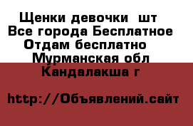 Щенки девочки 4шт - Все города Бесплатное » Отдам бесплатно   . Мурманская обл.,Кандалакша г.